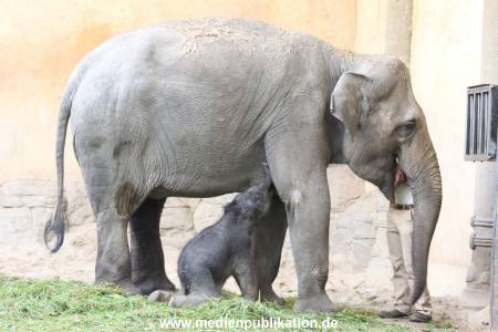 Hagenbeck 03092017 017