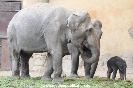 Hagenbeck 03092017 018