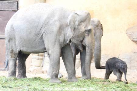 Hagenbeck 03092017 021