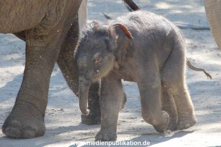 Hagenbeck 08052018 003
