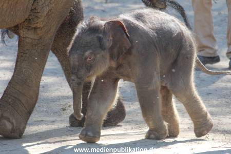 Hagenbeck 08052018 005