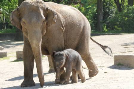 Hagenbeck 08052018 010