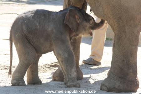 Hagenbeck 08052018 014