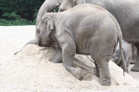 Hagenbeck 12082015 001