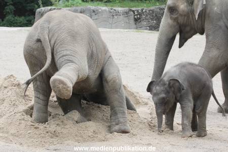 Hagenbeck 12082015 004