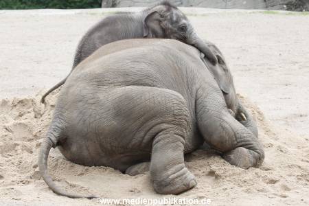 Hagenbeck 12082015 008
