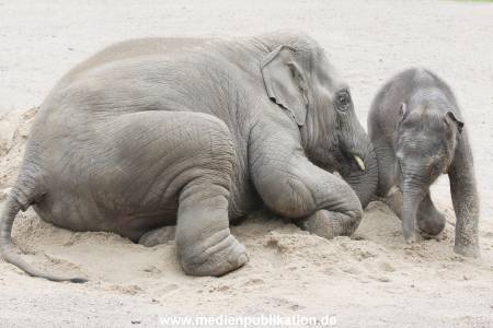 Hagenbeck 12082015 011