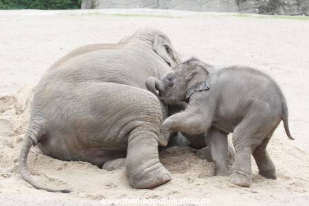 Hagenbeck 12082015 013