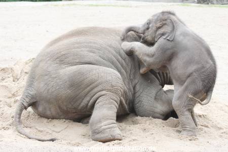 Hagenbeck 12082015 017