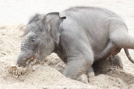 Hagenbeck 12082015 019