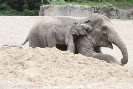 Hagenbeck 12082015 022