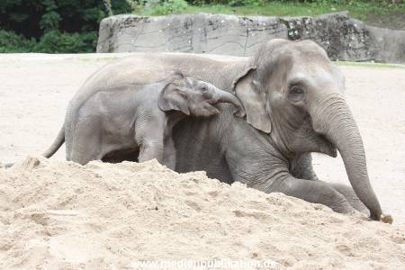 Hagenbeck 12082015 024