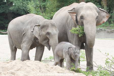 Hagenbeck 12082015 029