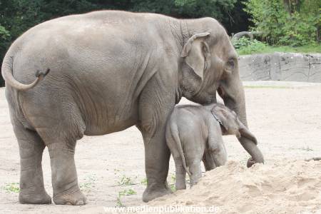 Hagenbeck 12082015 030