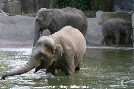 Hagenbeck 15072010 014