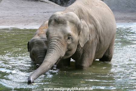 Hagenbeck 15072010 015