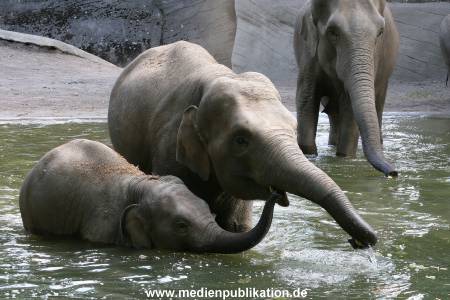 Hagenbeck 15072010 017