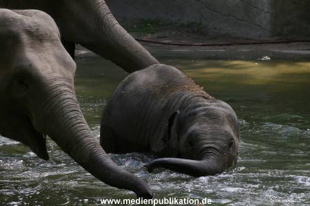Hagenbeck 15072010 019