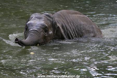 Hagenbeck 15072010 024