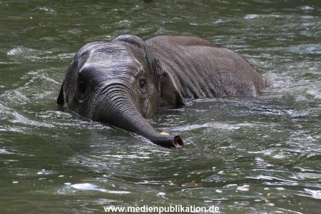 Hagenbeck 15072010 025
