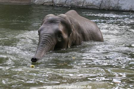 Hagenbeck 15072010 026