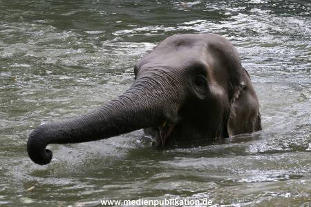 Hagenbeck 15072010 027
