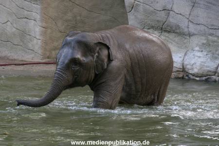 Hagenbeck 15072010 029