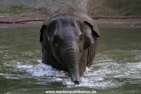 Hagenbeck 15072010 031