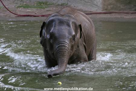 Hagenbeck 15072010 032