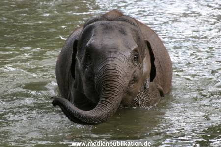 Hagenbeck 15072010 033