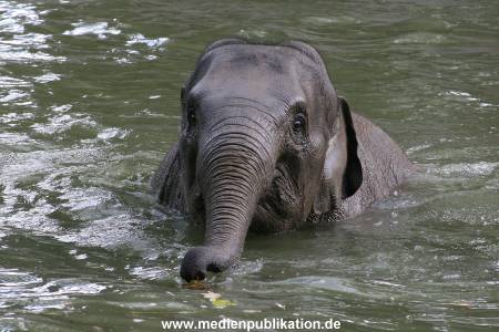 Hagenbeck 15072010 034