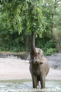 Hagenbeck 15072010 036
