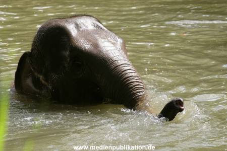 Hagenbeck 15072010 037