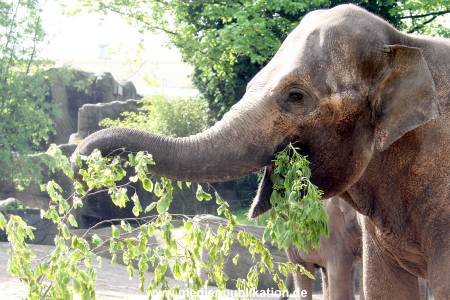 Hagenbeck 16052013 001