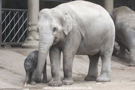 Hagenbeck 16072015 001