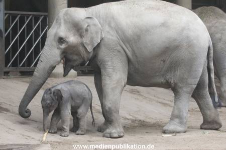 Hagenbeck 16072015 005