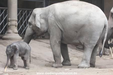 Hagenbeck 16072015 006