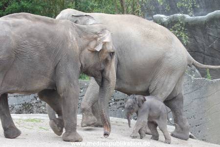 Hagenbeck 16072015 007