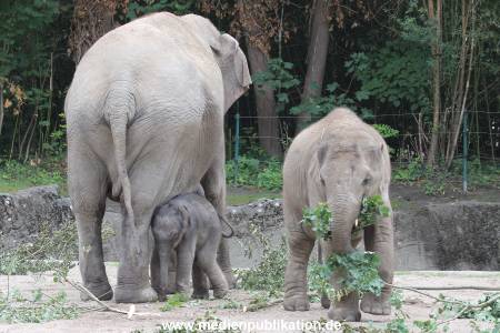 Hagenbeck 16072015 008