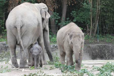 Hagenbeck 16072015 010