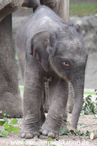 Hagenbeck 16072015 014