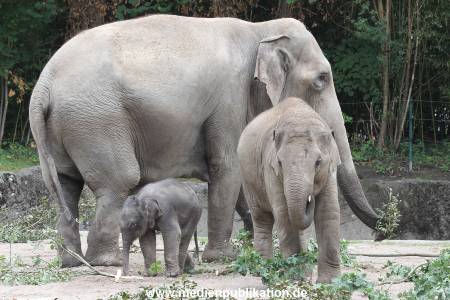 Hagenbeck 16072015 015