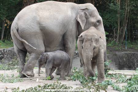 Hagenbeck 16072015 016