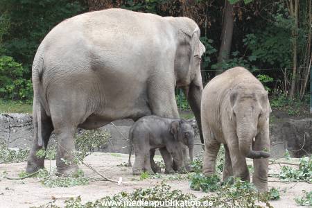 Hagenbeck 16072015 017