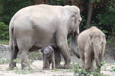 Hagenbeck 16072015 023