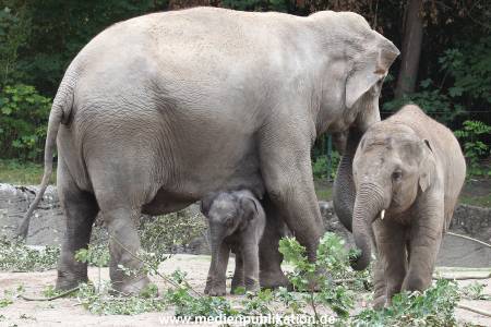 Hagenbeck 16072015 024