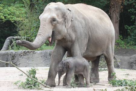 Hagenbeck 16072015 026