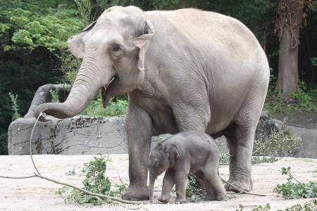 Hagenbeck 16072015 027