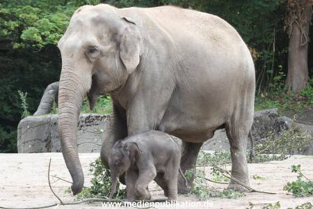 Hagenbeck 16072015 028