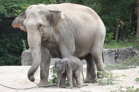 Hagenbeck 16072015 029